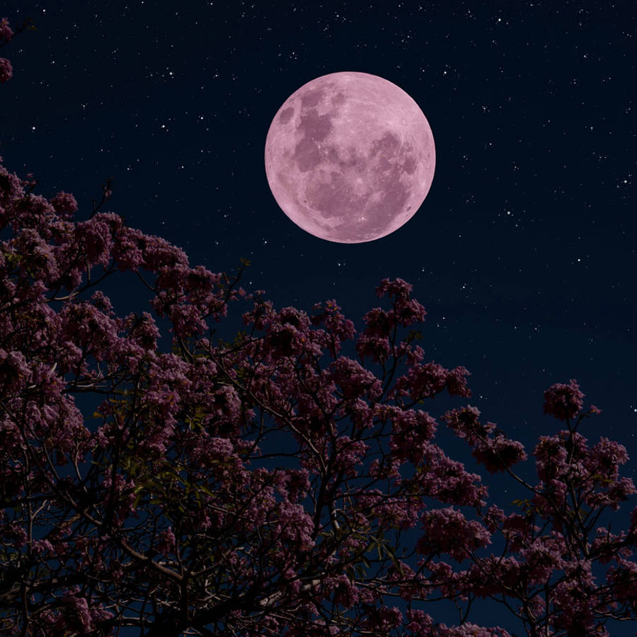 Llega la Luna llena de abril de 2024, la Luna rosa de la primavera