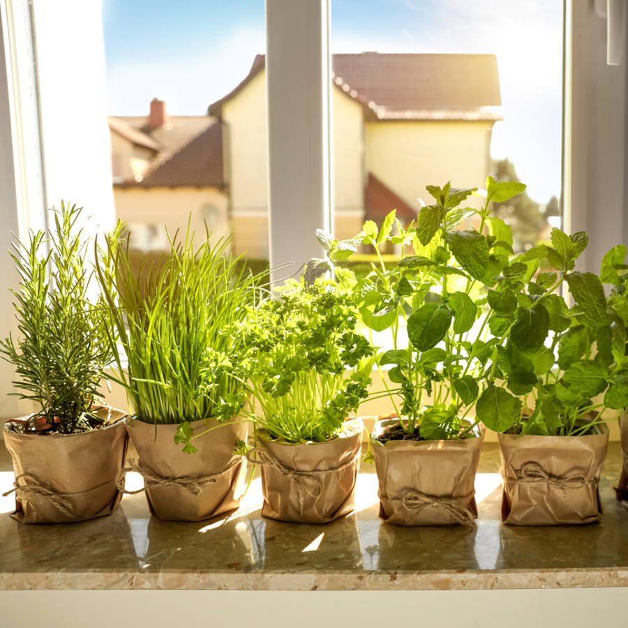 Así puedes cultivar tus plantas aromáticas en agua (hidroponía)