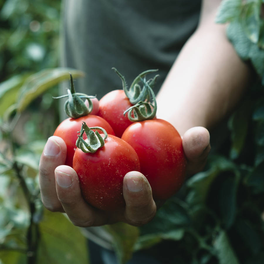 Hombre con tomates recién cosechados en la mano
