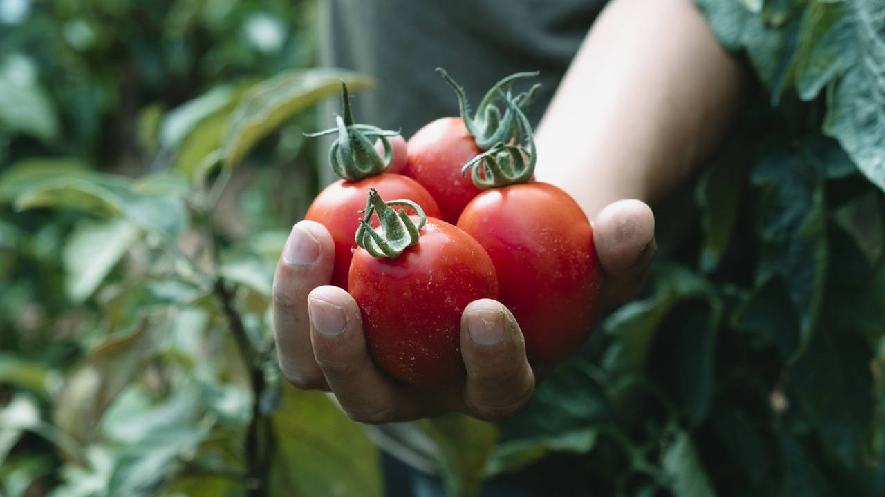 Estas son las enfermedades del tomate más comunes (cómo reconocerlas y ponerles remedio)