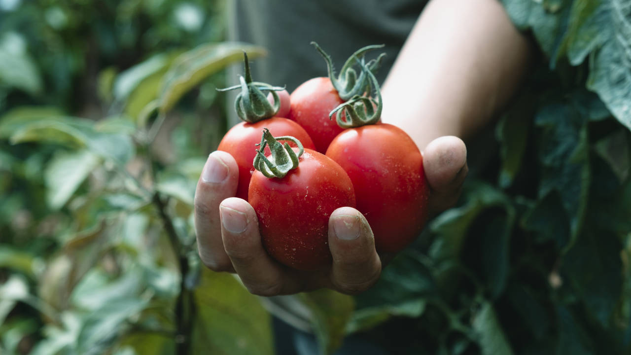 Hombre con tomates recién cosechados en la mano