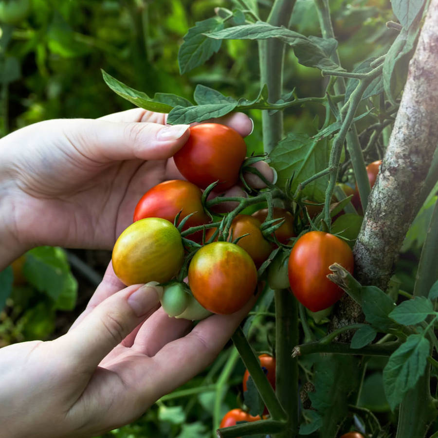 Los mejores trucos y consejos para que tus tomateras crezcan rápido y den muchos tomates