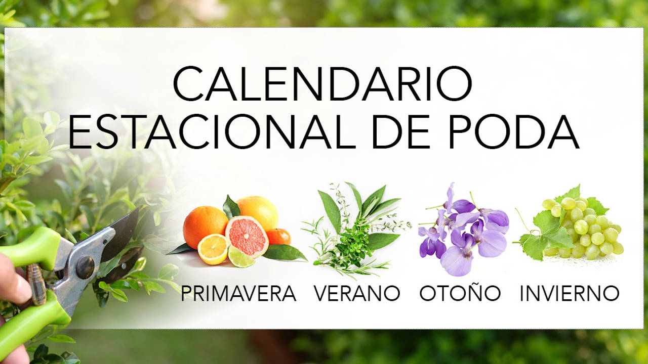 Calendario de podas: cuándo y qué tipo de poda necesita cada planta a lo largo del año