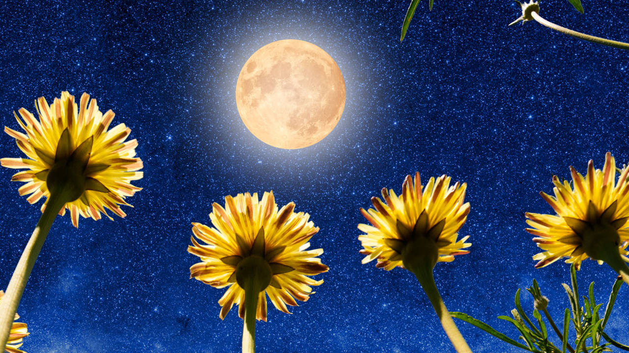 luna llena mayo 2024 luna flores