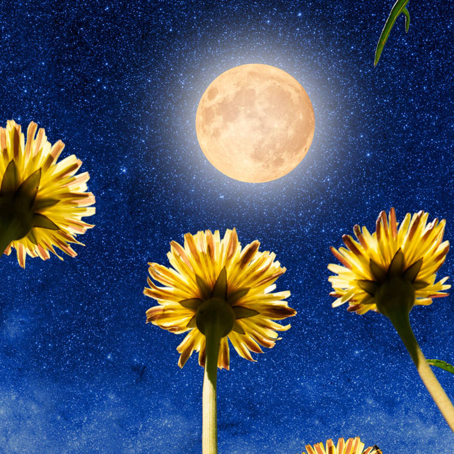 Llega la Luna llena de mayo 2024: una esplendorosa Luna de flores 
