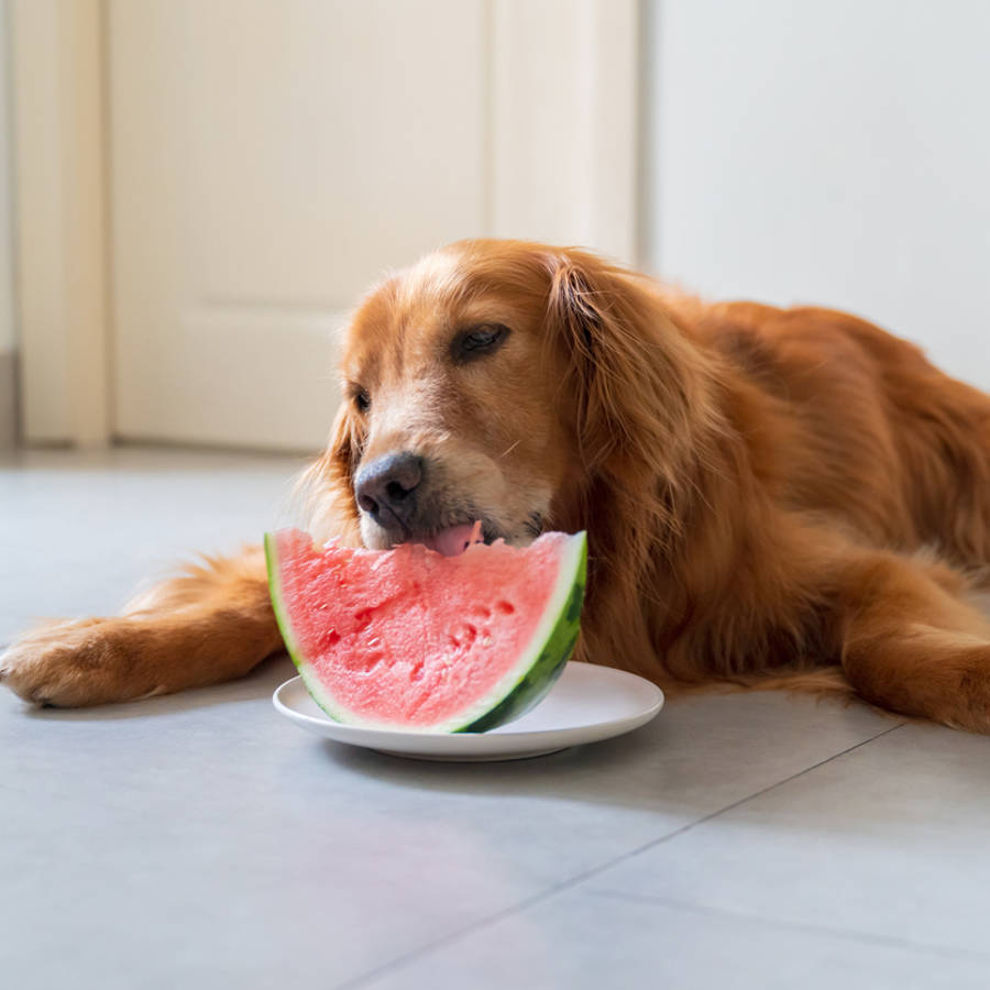 ¿Qué frutas pueden comer los perros y cuáles no? 