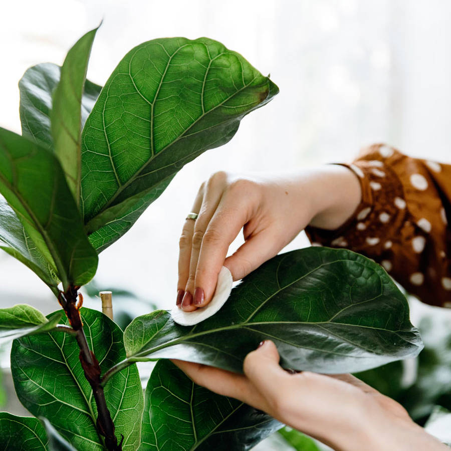 Cómo limpiar las hojas de las plantas con productos caseros