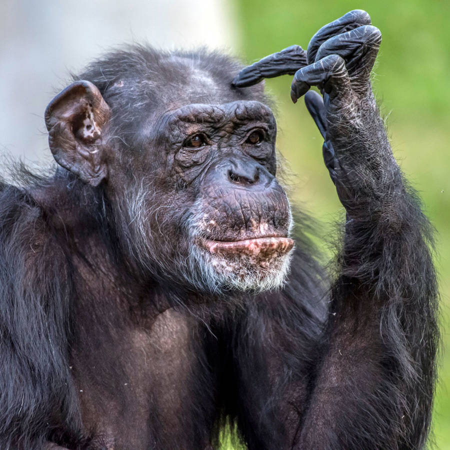 Cómo controlar a tu cerebro "chimpancé" para tomar buenas decisiones y ser más feliz en tu día a día