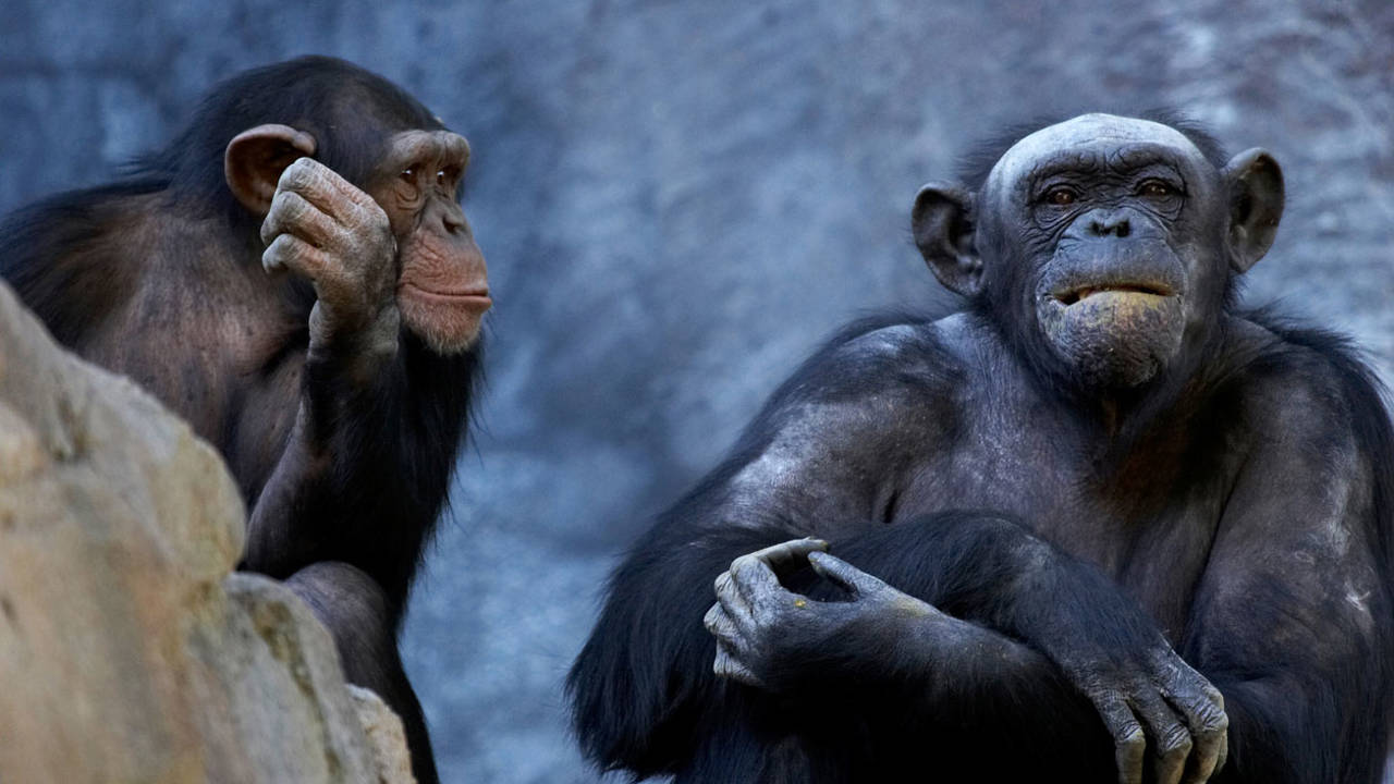 cerebro chimpance mente mono