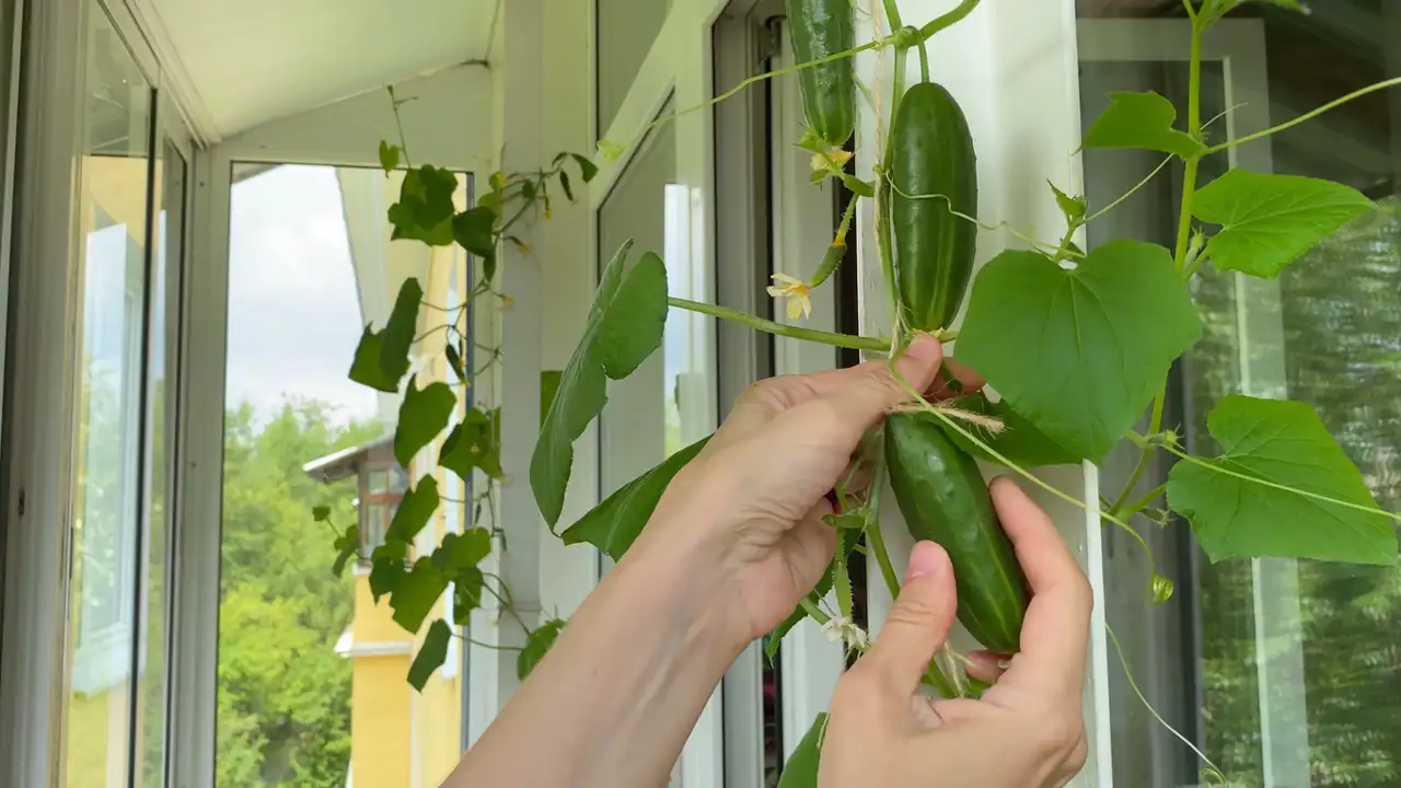 Pepinos cultivados en el balcón