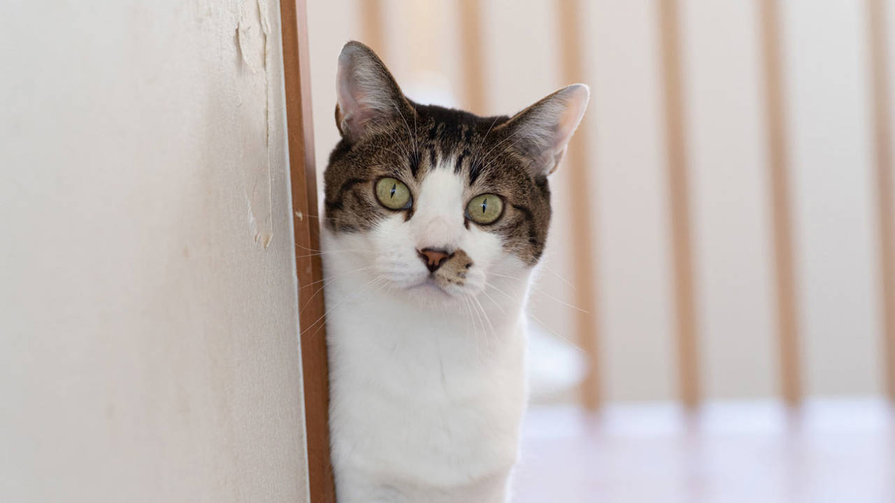 Gato