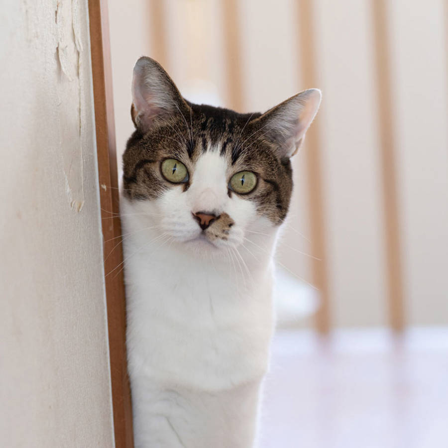 Por qué tu gato te sigue por toda la casa, incluso cuando vas al baño