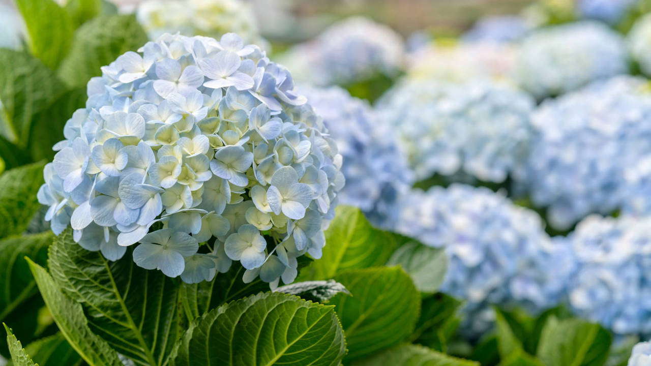 hortensias cuidados