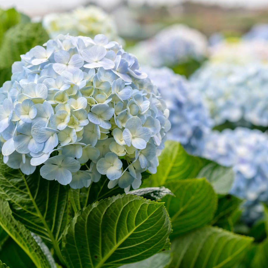 hortensias cuidados