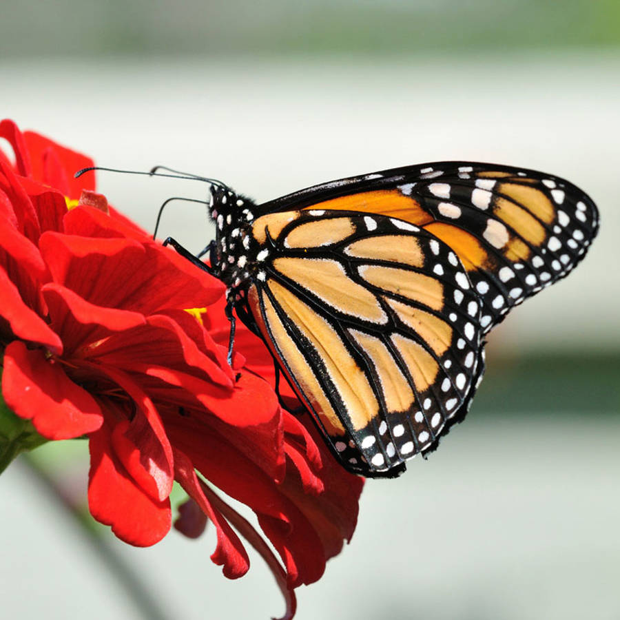 Plantas que atraen a las mariposas a tu balcón 