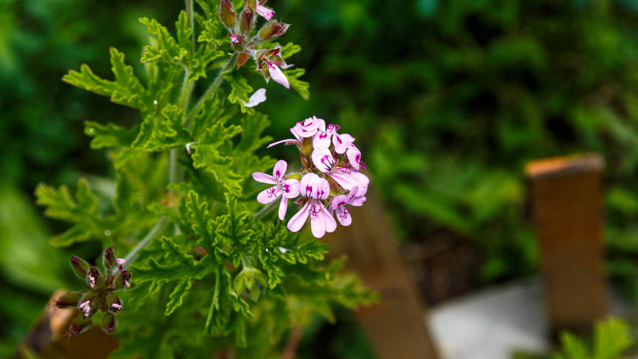 geranio limon pelargonium citrodorum