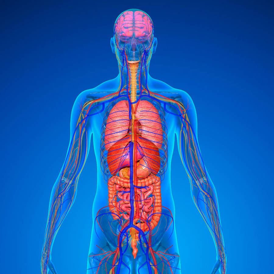 Los órganos del cuerpo humano y sus funciones 