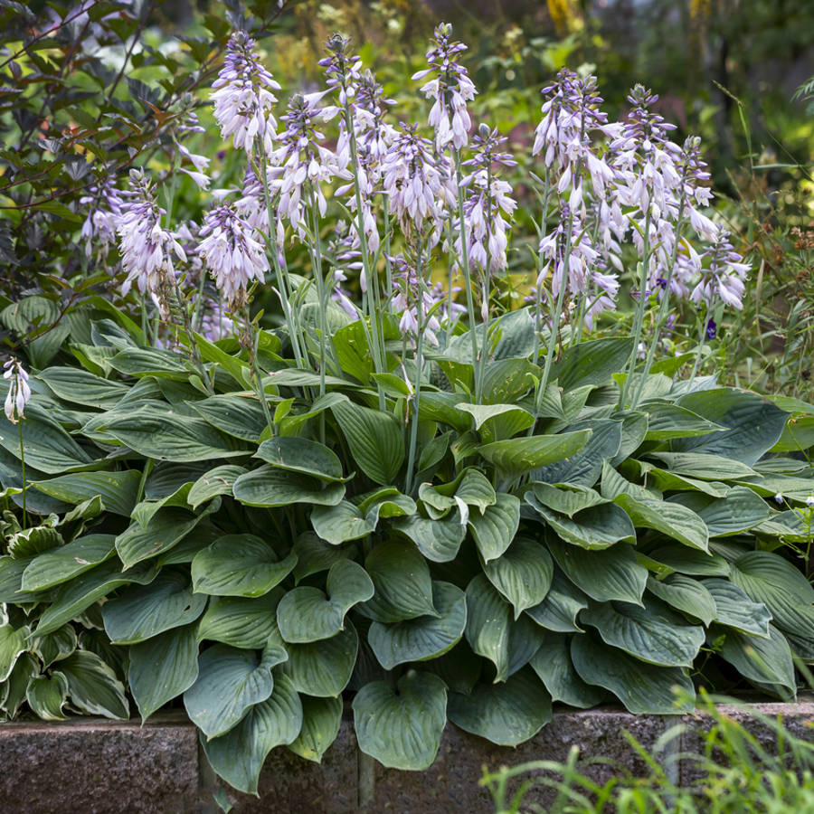 Hosta grande (lirio de corazón): la planta que necesita tu jardín