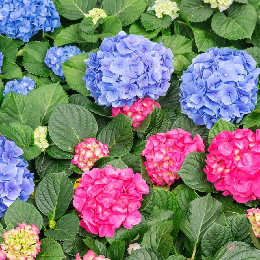 Hortensias azules, blancas y rosas: de qué depende su color y cómo puedes cambiarlo