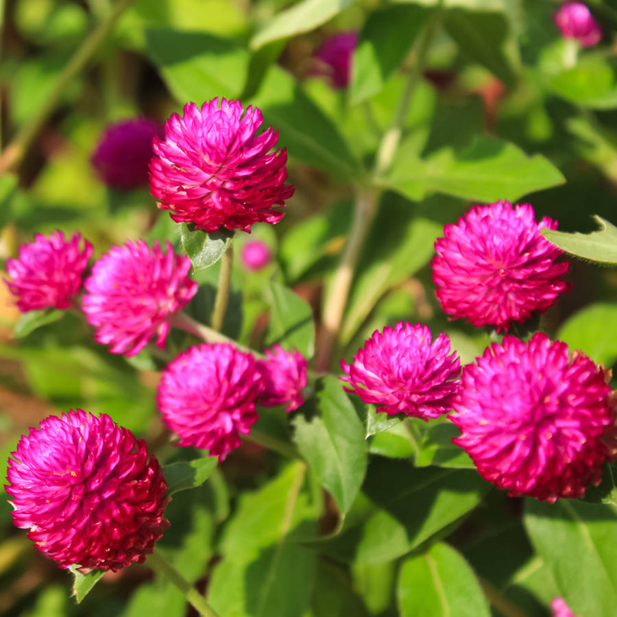 5 tipos de flores inusuales para un jardín de verano diferente