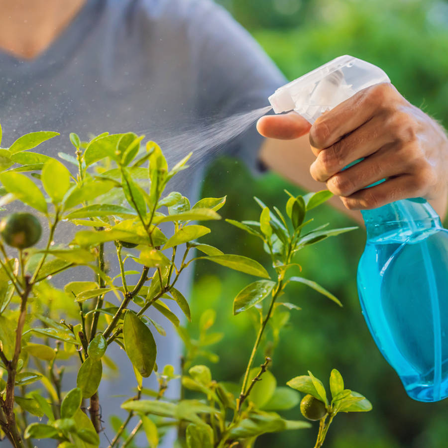 3 fungicidas caseros con bicarbonato, vinagre o ajo para tus plantas: sencillos, efectivos e inocuos