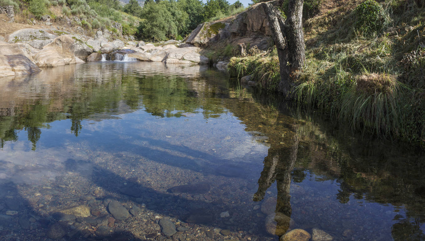 ACEBO SIERRA DE GATA