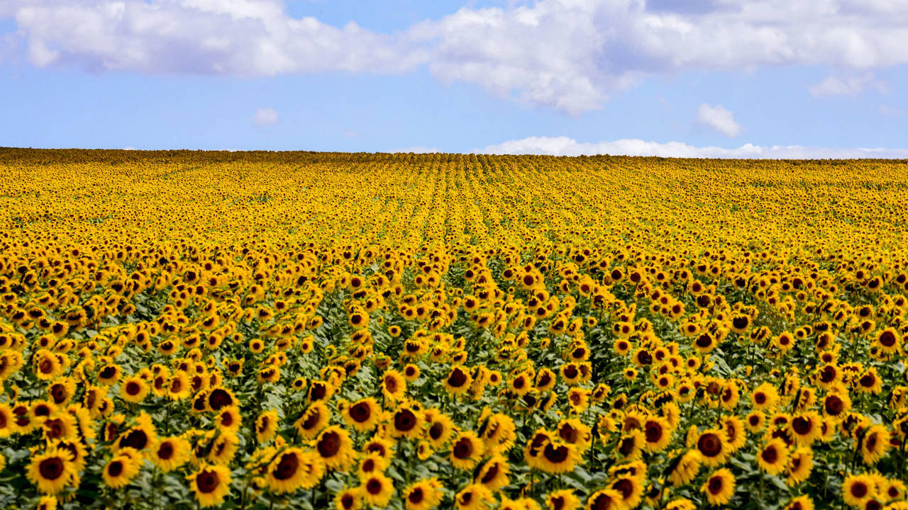 campo girasoles