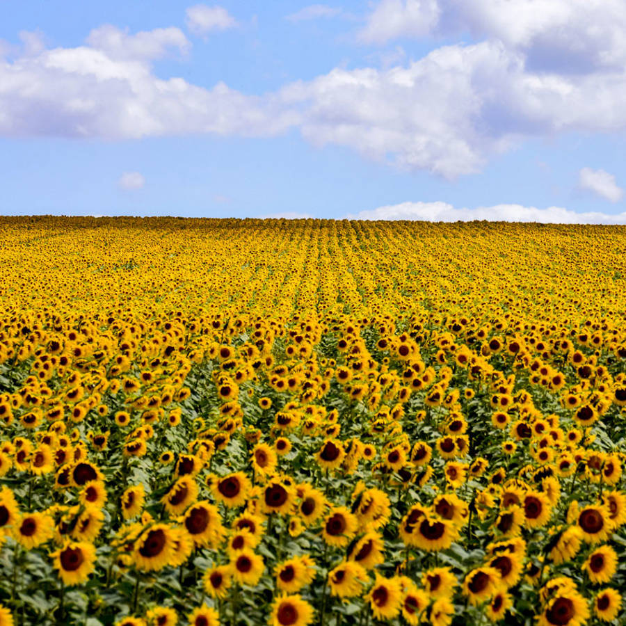 Campos de girasoles: los 5 lugares más bonitos de España donde disfrutar del espectáculo