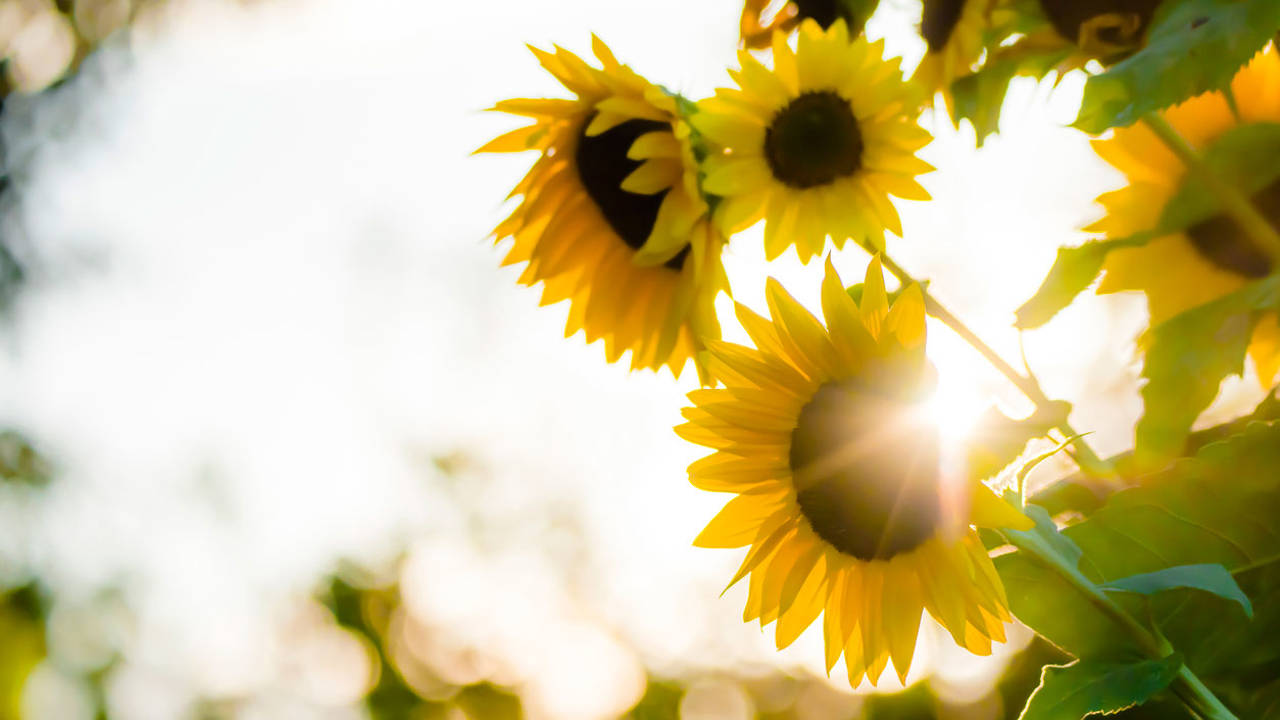 como cuidar girasol