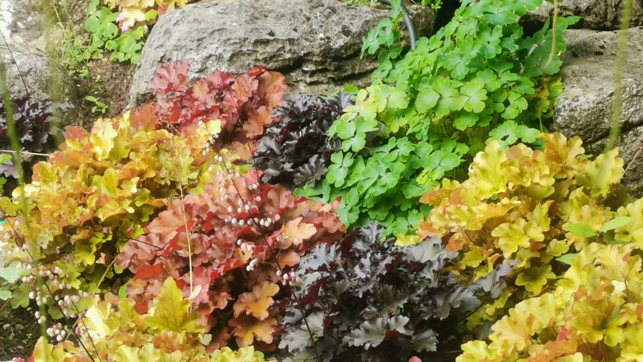 Heucheras en diferentes colores