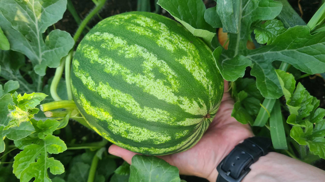 sandia cuidados huerto