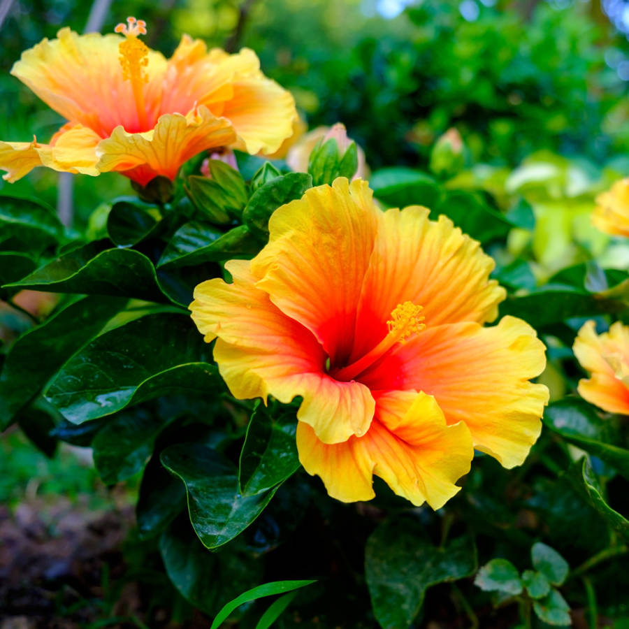Hibisco: los mejores consejos para que eche flores bonitas y abundantes todo el verano