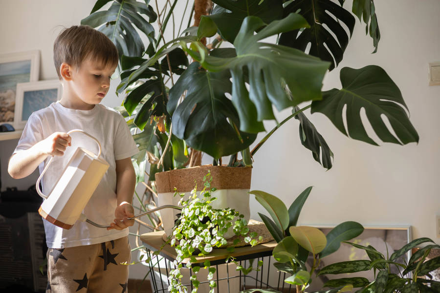 Niño regando plantas de interior