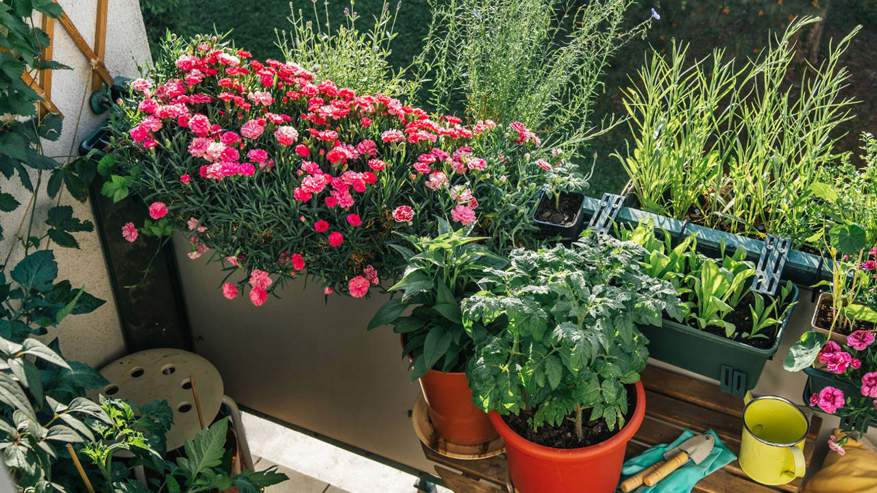 plantas balcon soleado