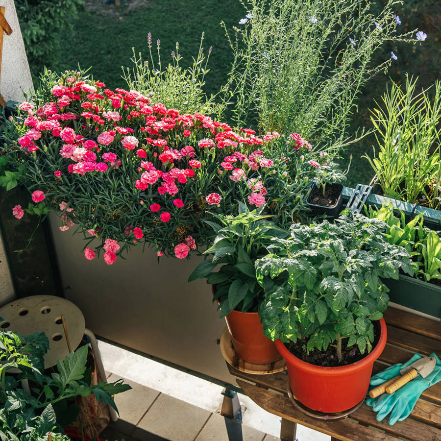 Qué plantar en un balcón con mucho sol: disfruta de tu propio oasis verde con las plantas adecuadas