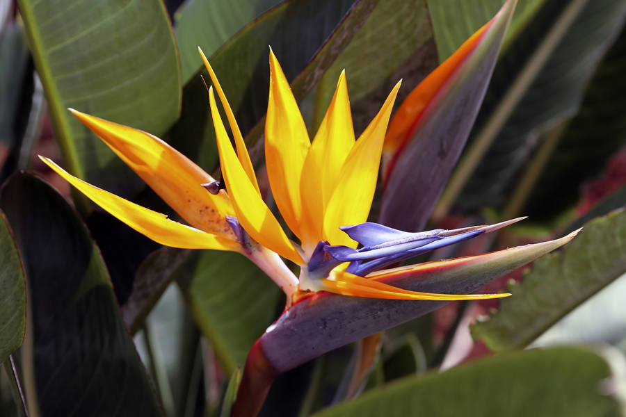 STRELITZIA