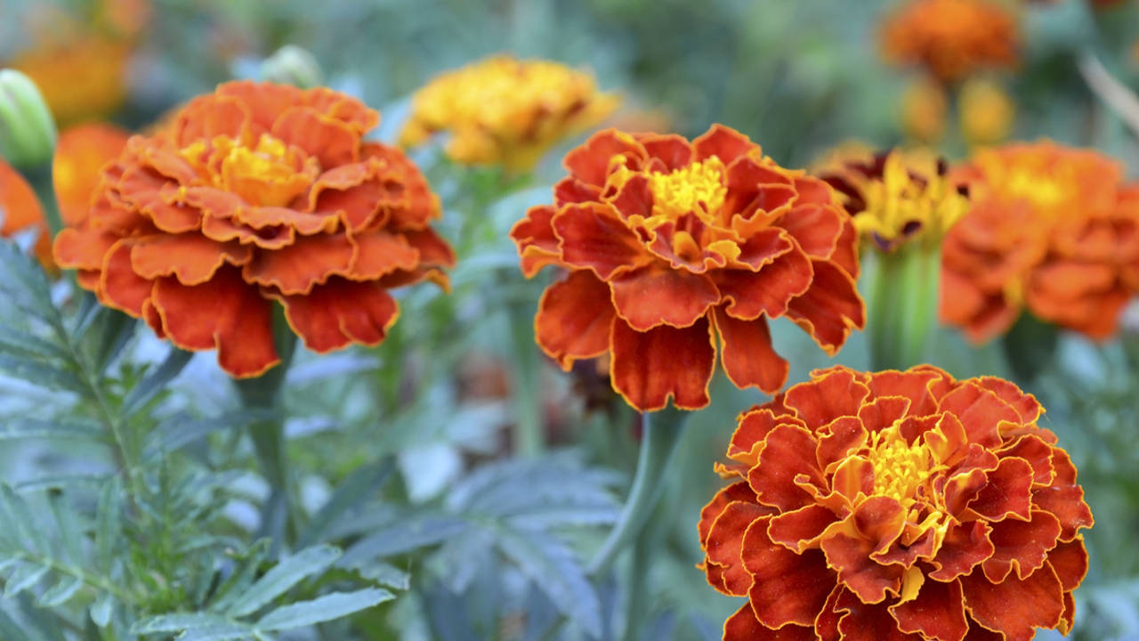 Tagetes