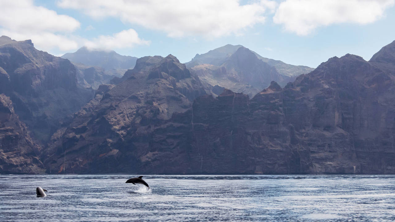 delfines canarias