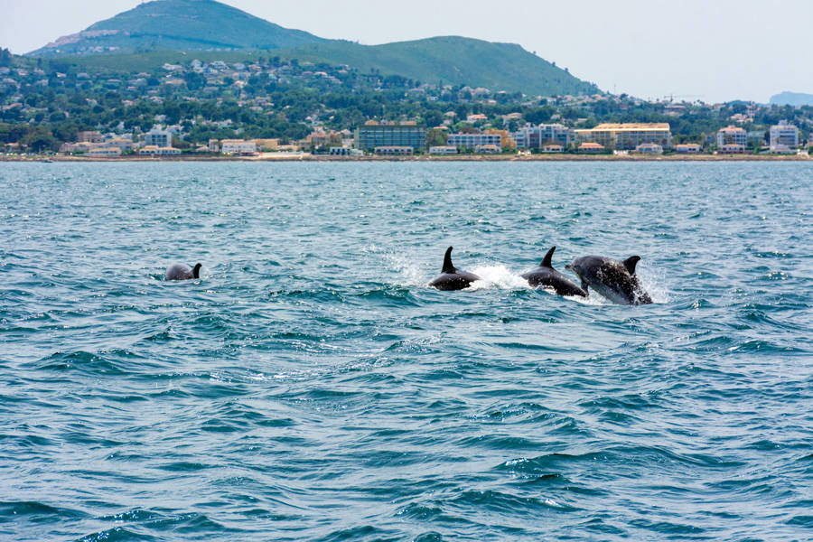 Delfines frente a la costa de Jávea