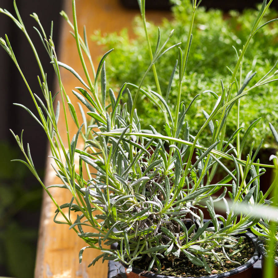 Crea tu propia barrera antimosquitos con plantas en casa o el jardín: darán buen olor y los mantendrán alejados
