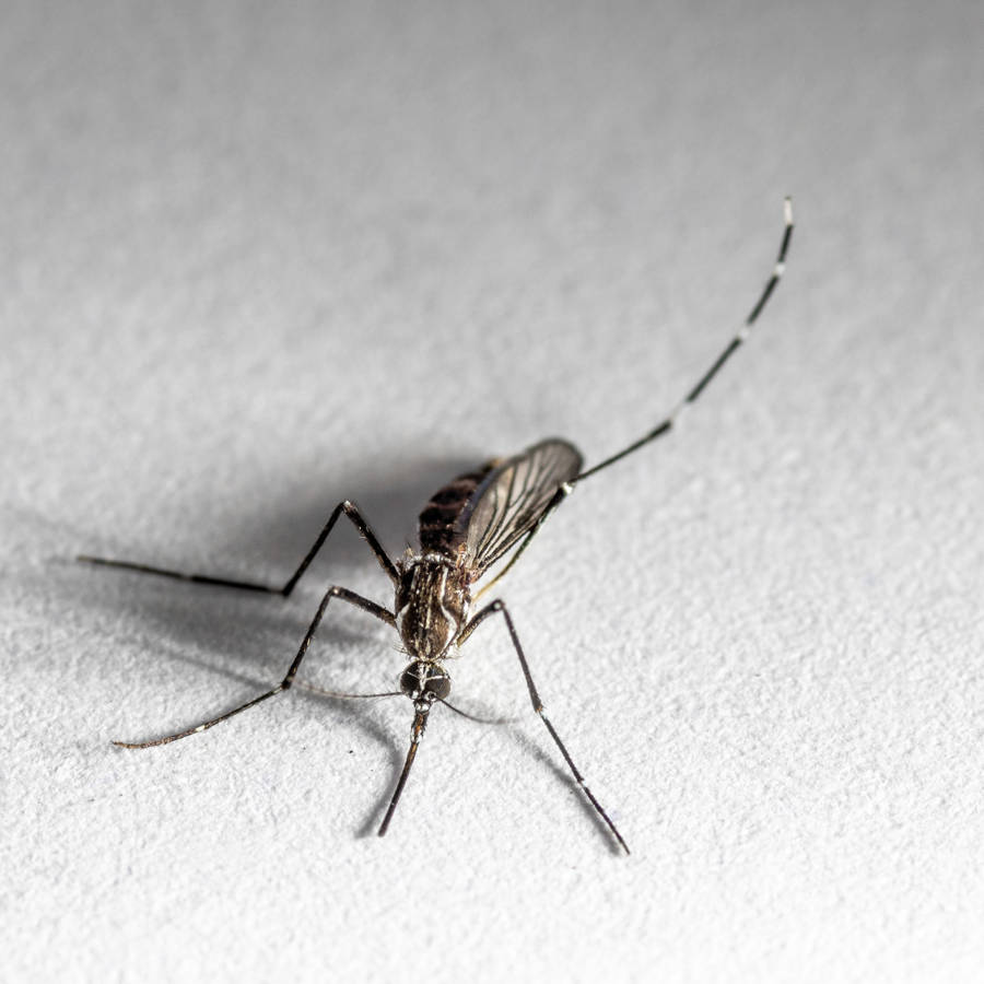 Fiebre de Oropouche: la infección tropical que pueden transmitir los mosquitos