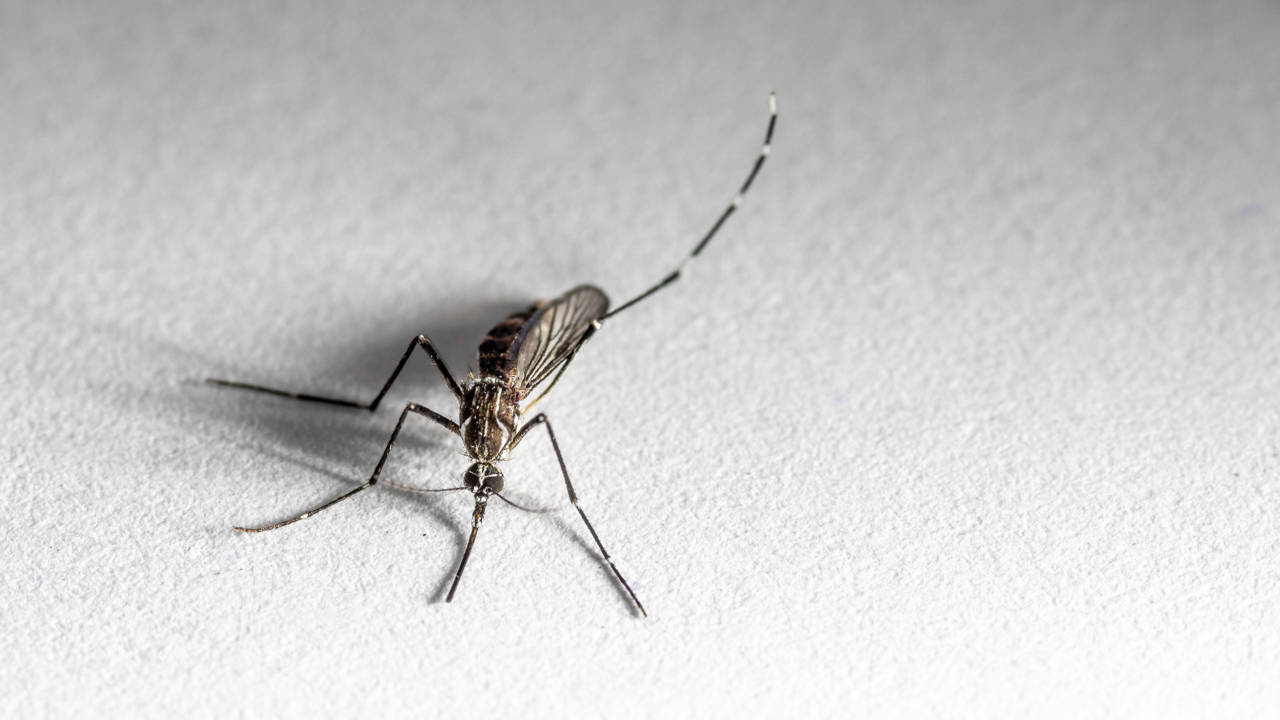 Fiebre de Oropouche: la infección tropical que pueden transmitir los mosquitos