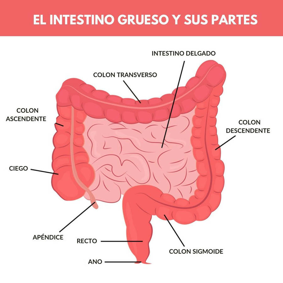 Intestino grueso y sus partes