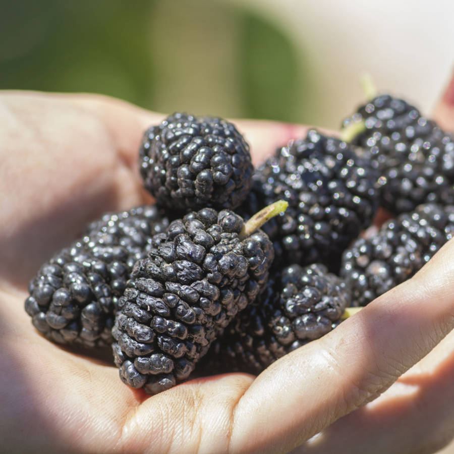 Esta fruta de verano es perfecta para los postres: es ligera y evita los picos de glucosa 