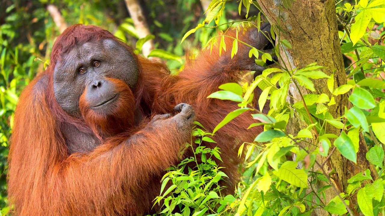 Orangutan