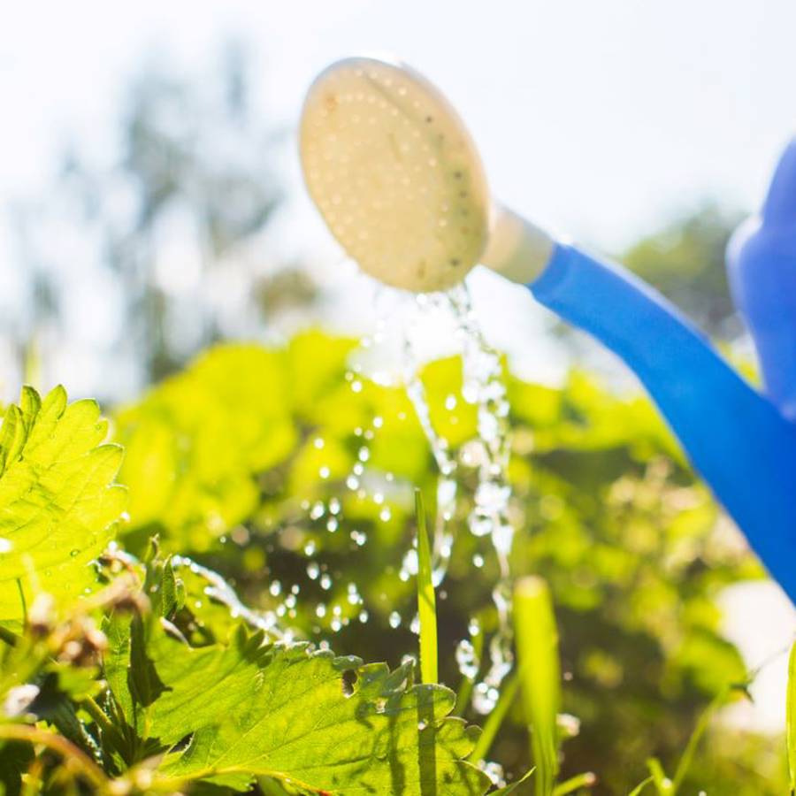 Cómo refrescar tus plantas para que sobrevivan al calor del verano