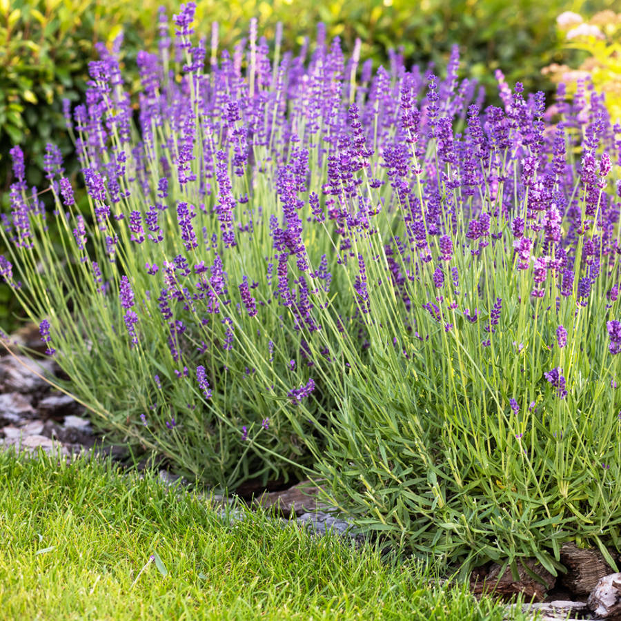 ¿La lavanda ha acabado su floración? Haz esto y sorpréndete con lo que pasará