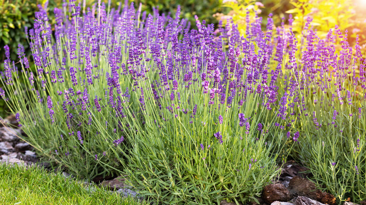 Lavanda en el jardín