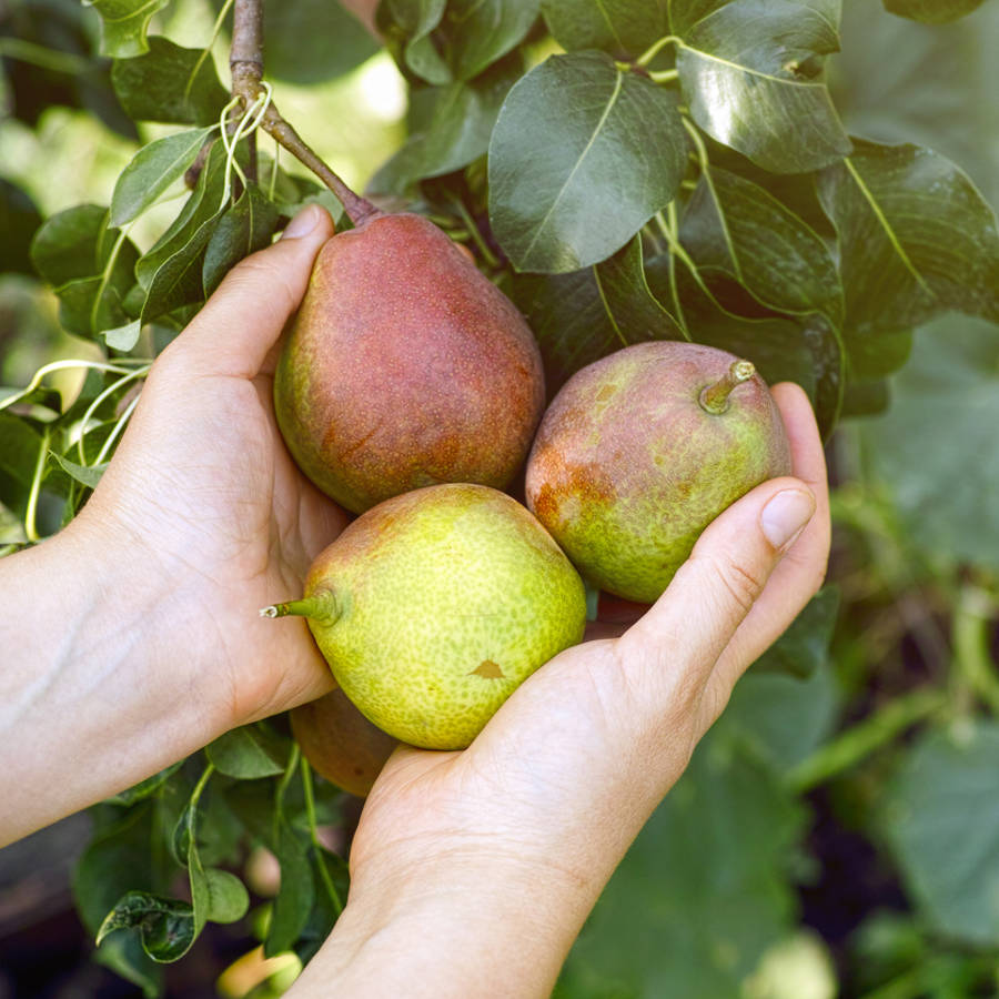 Peras de verano: las variedades más jugosas, dulces y refrescantes