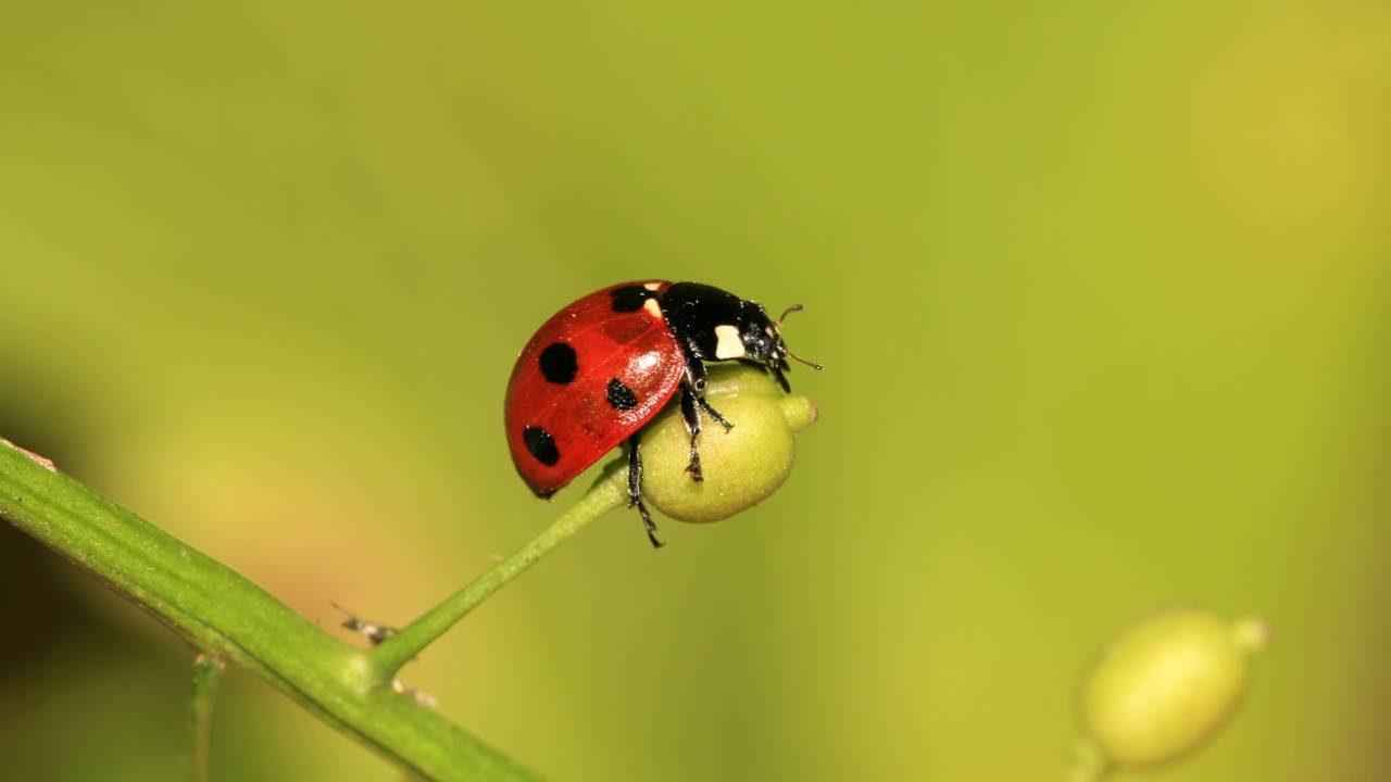 Insectos aliados huerto jardin